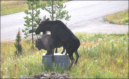 En älg försöker betäcka en buffel - och det är inte ens en riktig buffel!